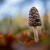 Mushrooms